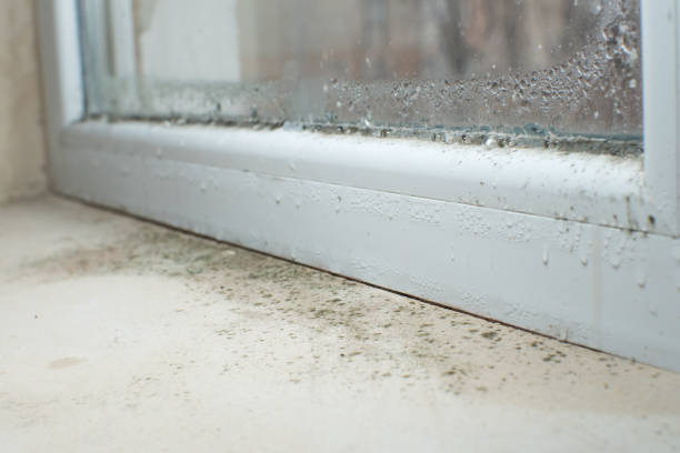 Best Mold Prevention Services  in Laymantown, VA